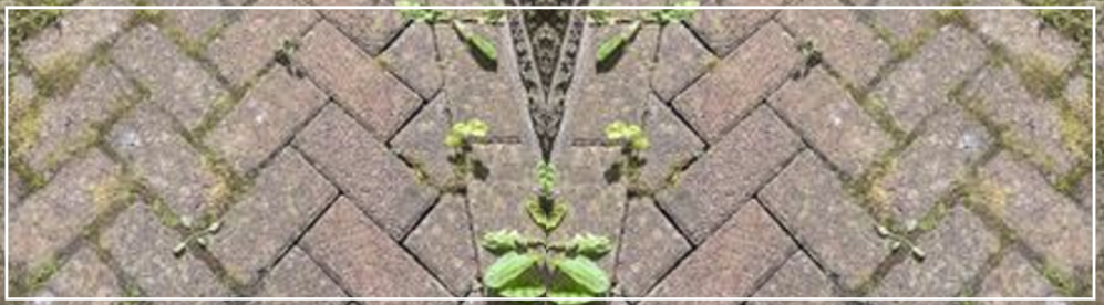 weeds-and-leaves-on-a-blockpaved-driveway-in-barrowford-e1750364494940